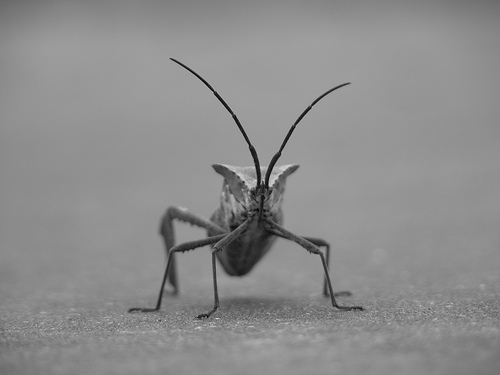 ../_images/stinkbug.png